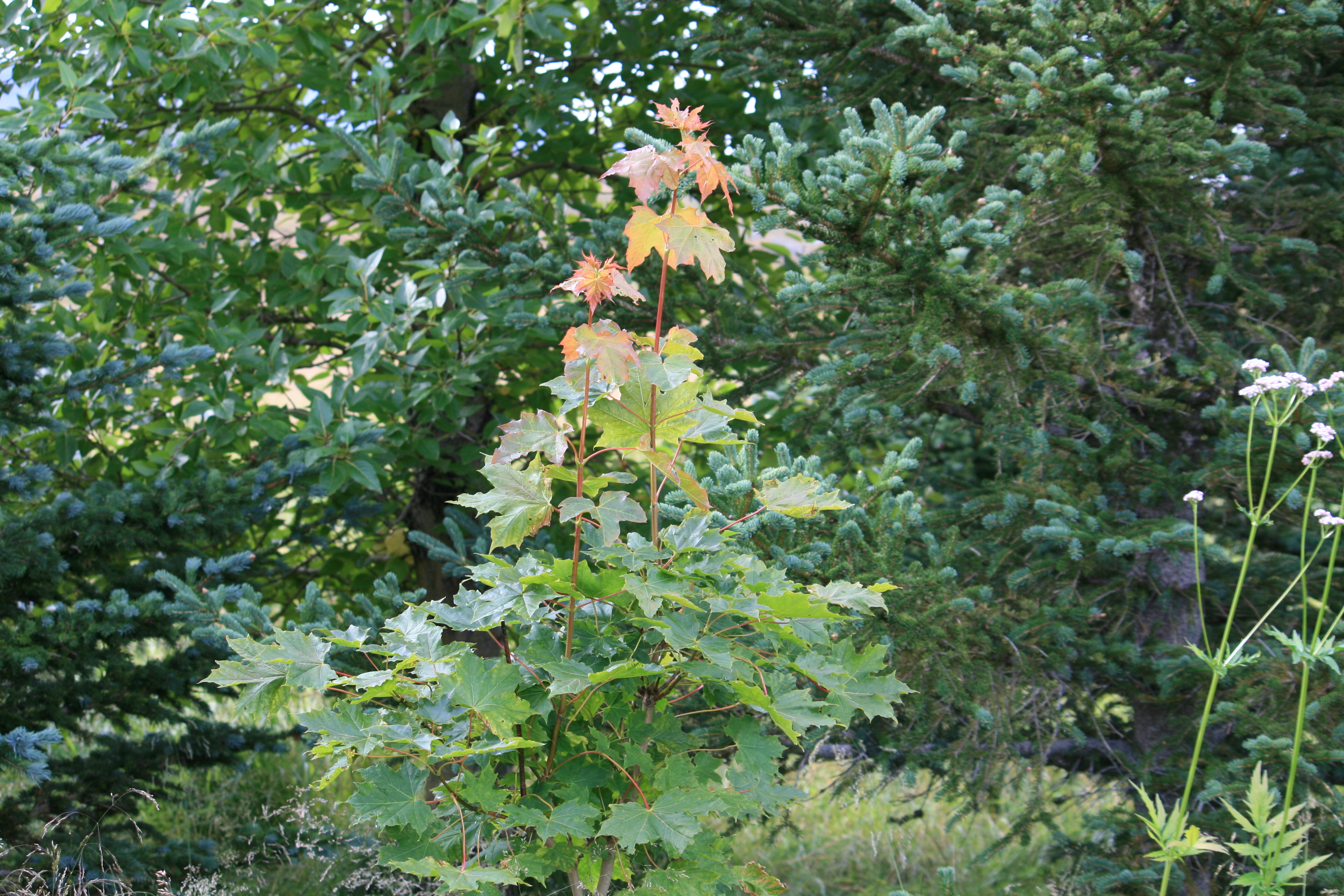 Broddhlynur Höfða0808.JPG